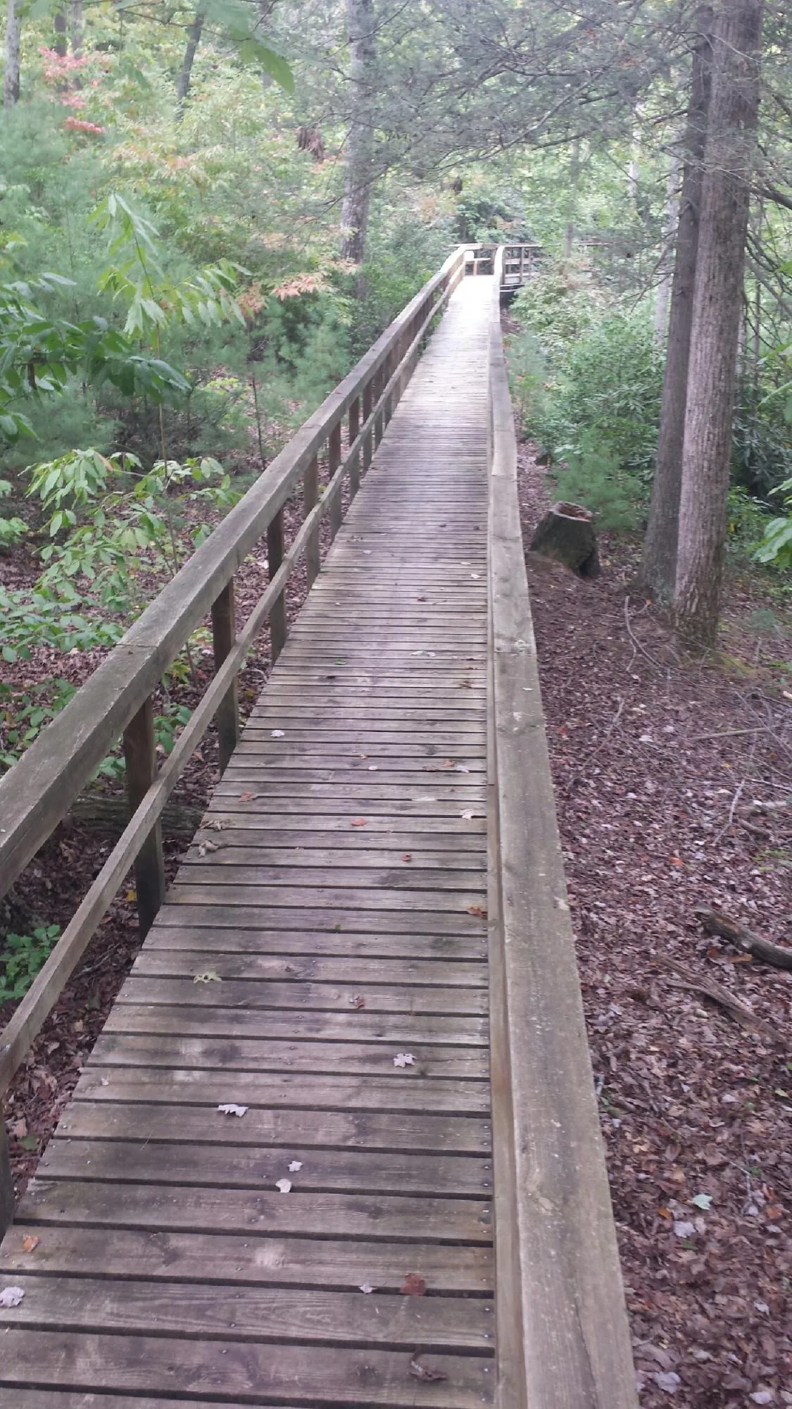 Long wood walkway with handrails built through the woods in Bryantown